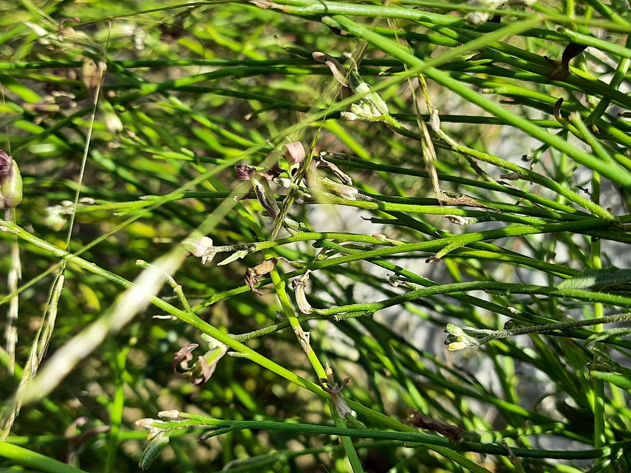 Image of Matthiola daghestanica (Conti) N. Busch