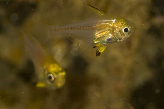 Imagem de Pempheris multiradiata Klunzinger 1879