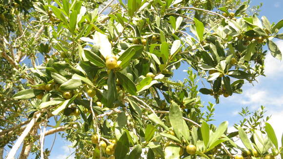 Sivun Diospyros tetrasperma Sw. kuva