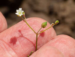 Image of slimleaf drymary