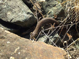 Image of Southern Alligator Lizard