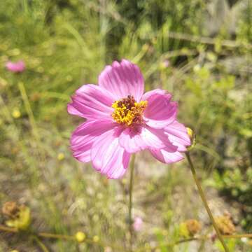 Image of Cosmos crithmifolius Kunth