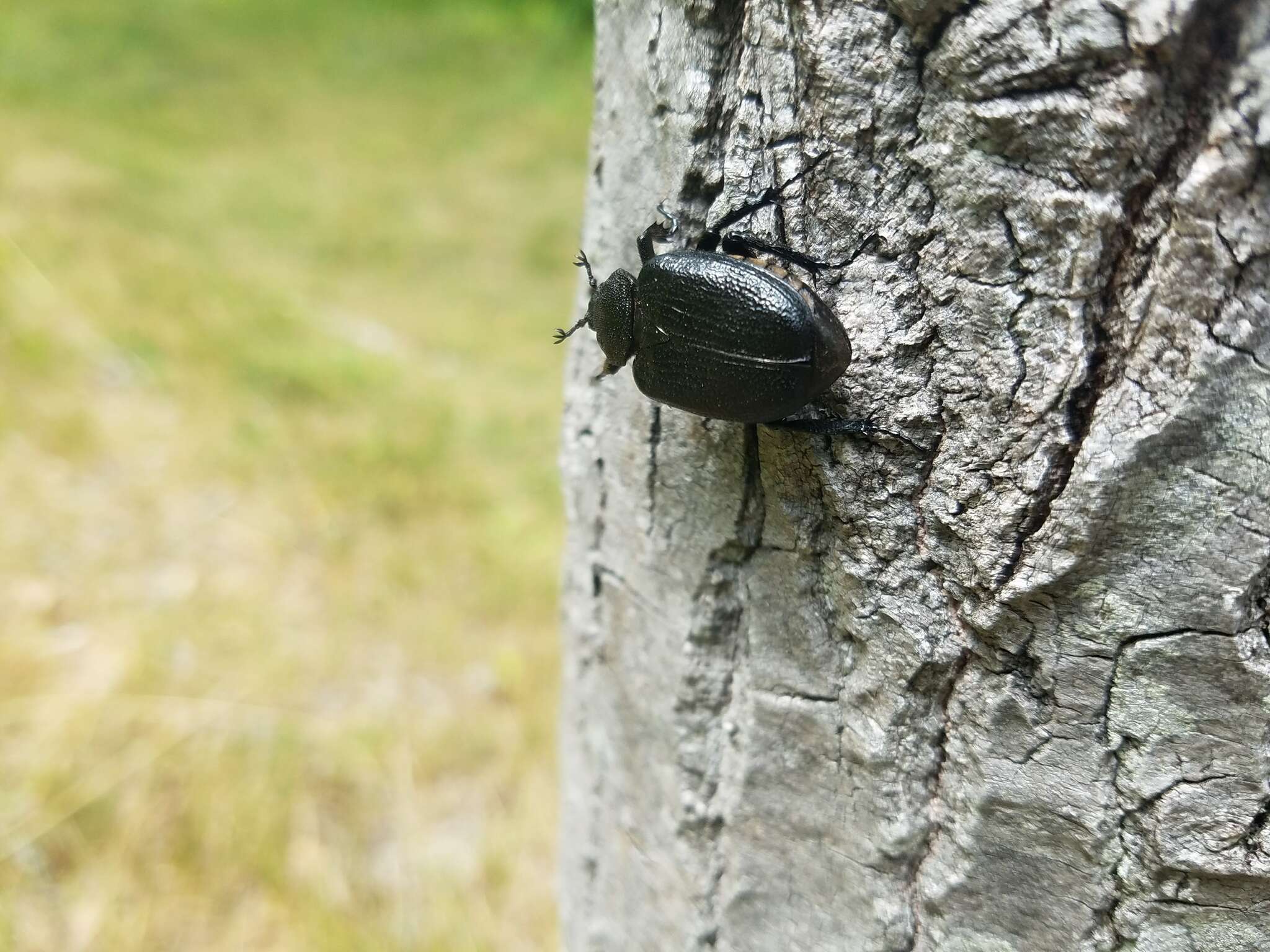 Sivun Osmoderma scabra (Palisot de Beauvois 1805) kuva