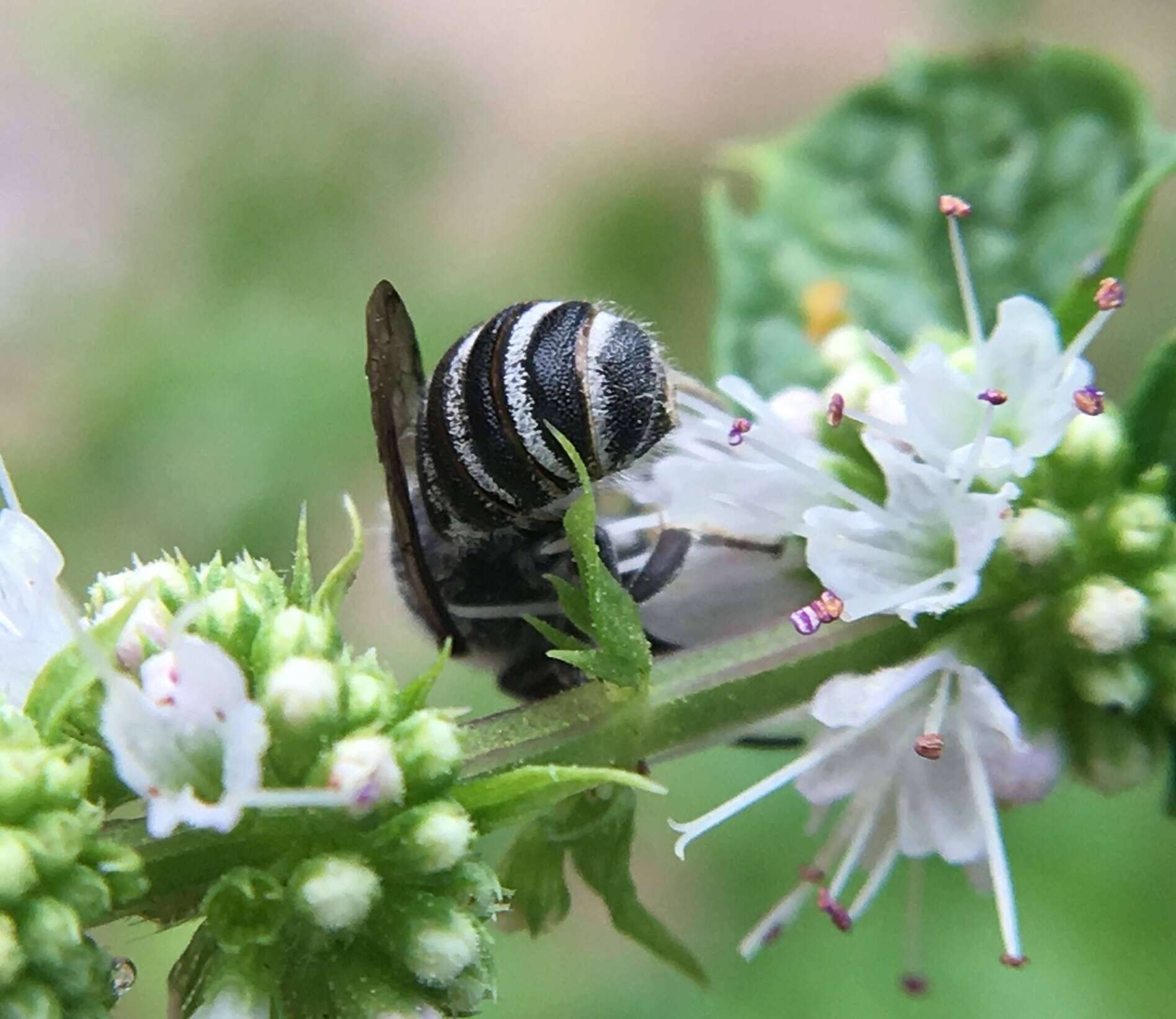 Megachile exilis Cresson 1872 resmi