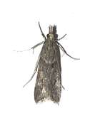 Image of Narrow-winged Grey