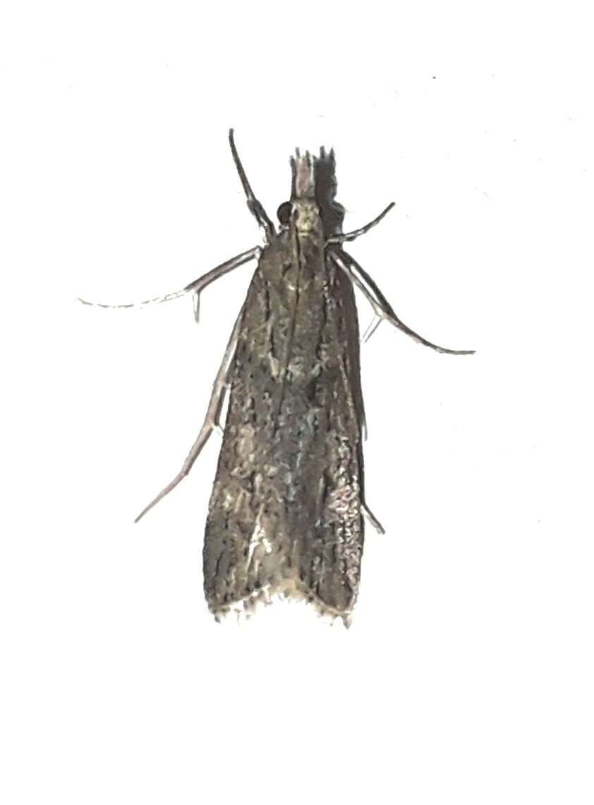 Image of Narrow-winged Grey