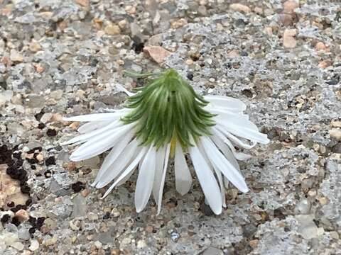 Image of Smooth White American-Aster