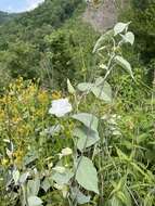 Image de Calystegia catesbeiana Pursh