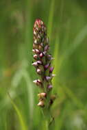 Image of Disa versicolor Rchb. fil.