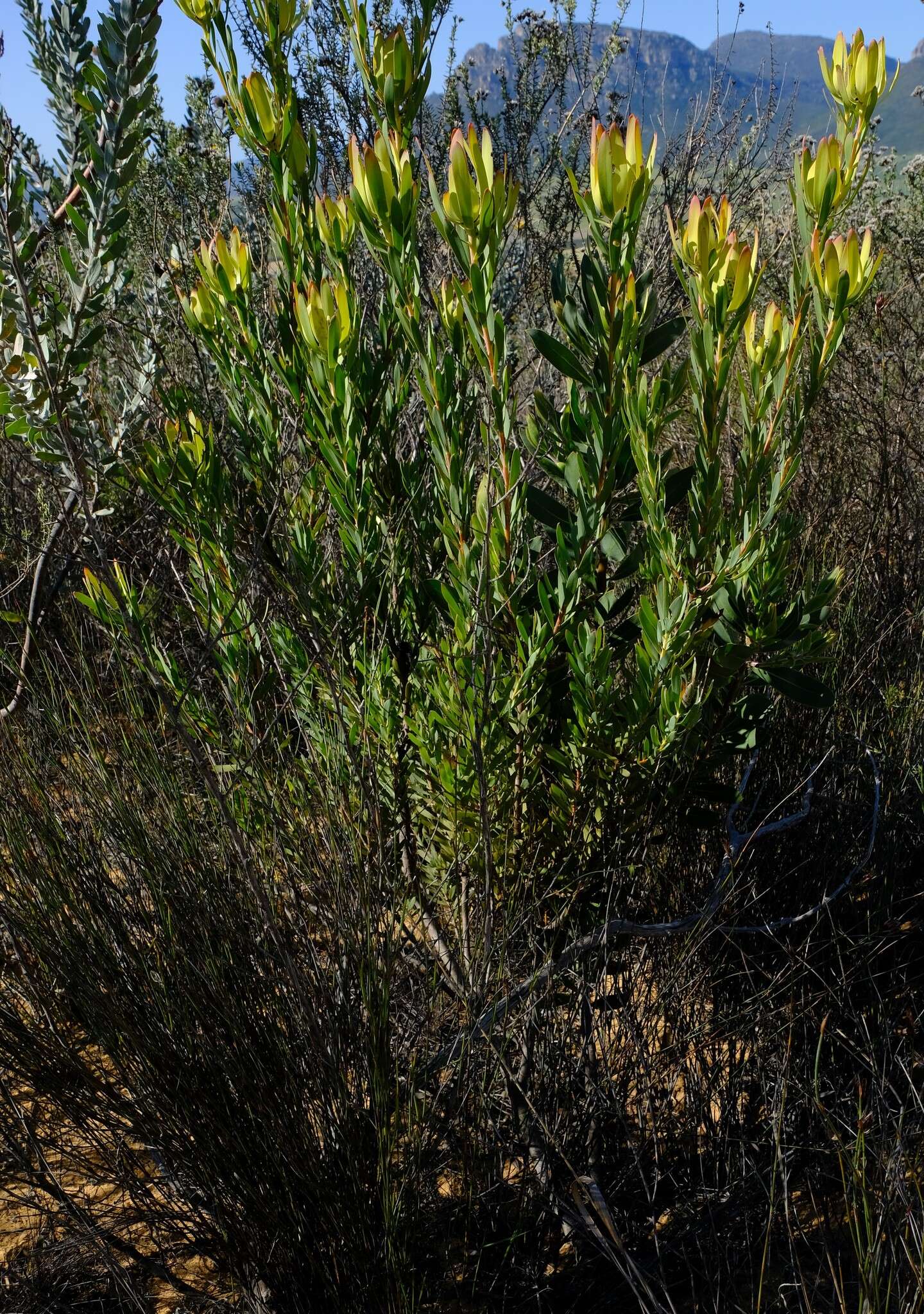 Image of Leucadendron foedum I. Williams