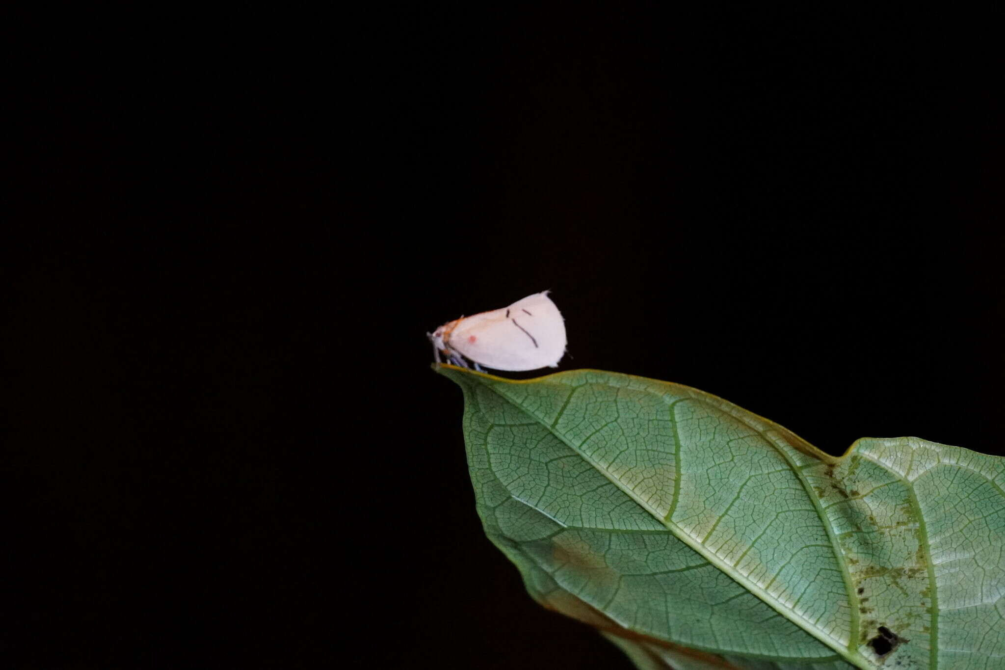 Image of Cerynia maria (White 1846)