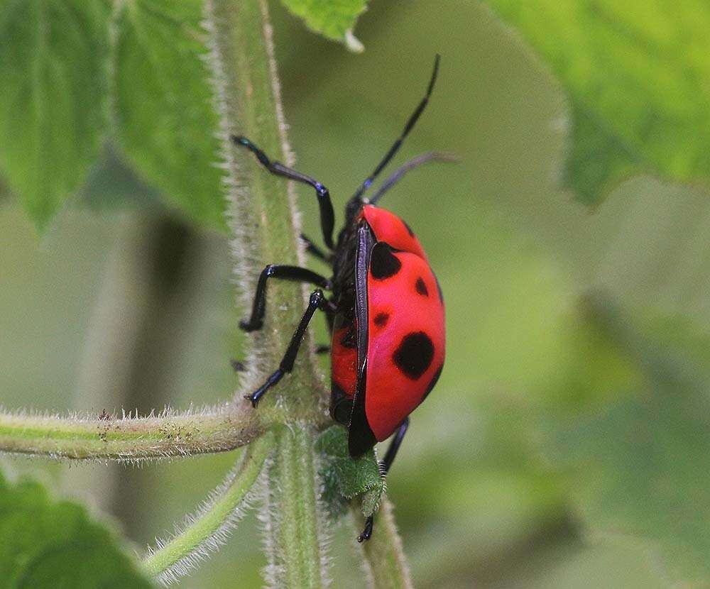 Image of <i>Poecilocoris nepalensis</i>