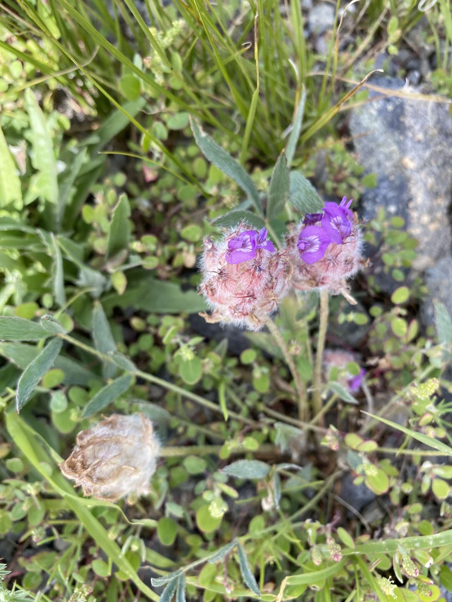 Plancia ëd Astragalus laguroides Pall.