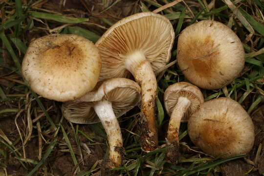 Pholiota angustipes (Peck) Sacc. 1887 resmi