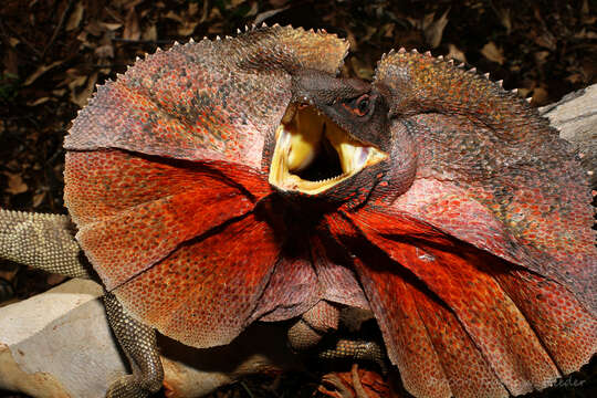 Image of Frilled Lizard