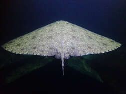 Image of Spiny Butterfly Ray