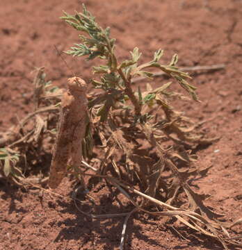 Image of Wrangler Grasshopper