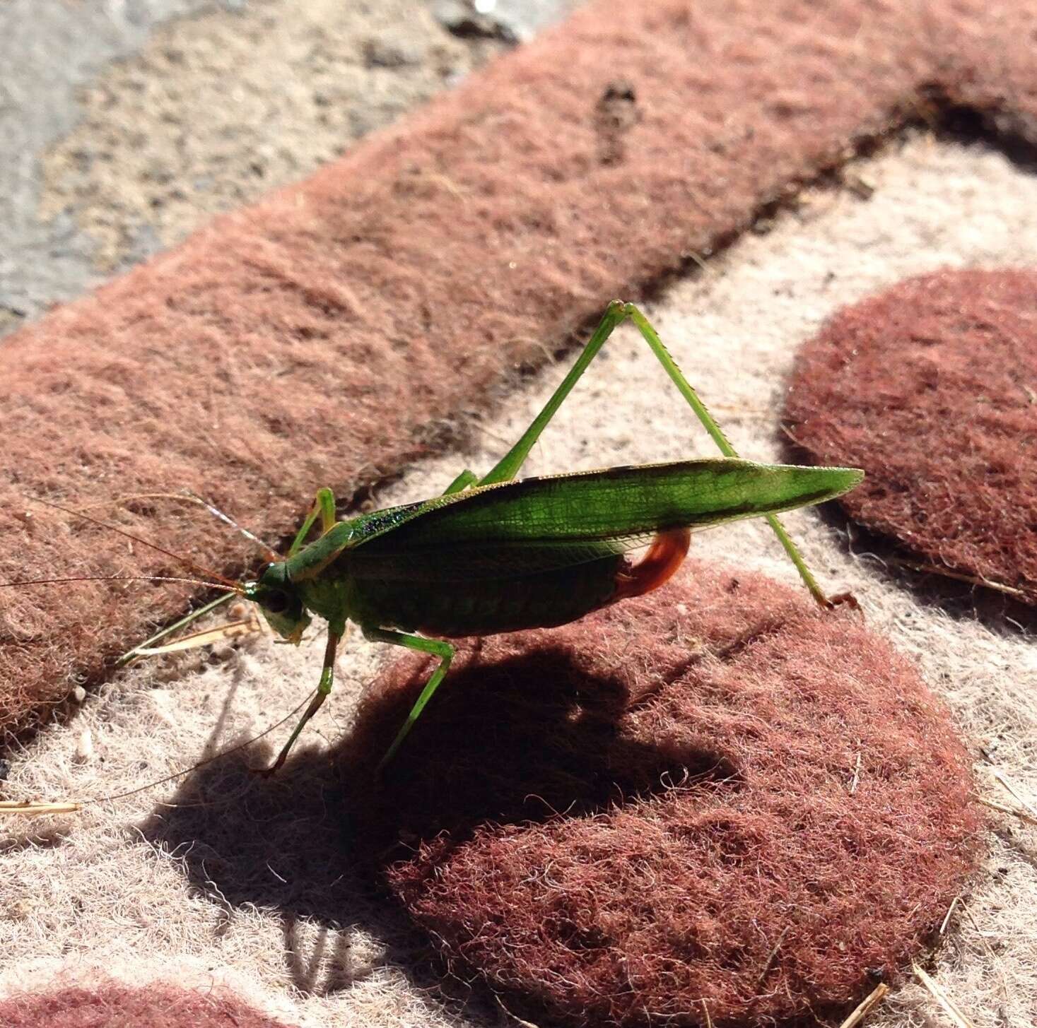 Image of Treetop Bush Katydid