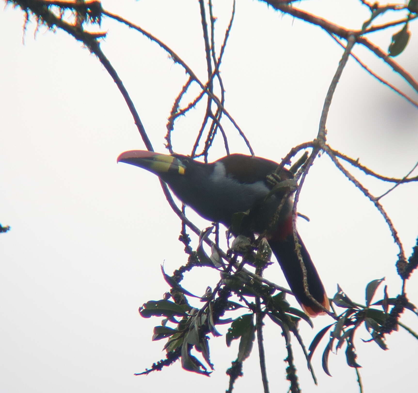 Image of Gray-breasted Mountain-toucan