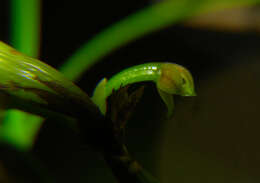 Image of Scaphyglottis fasciculata Hook.