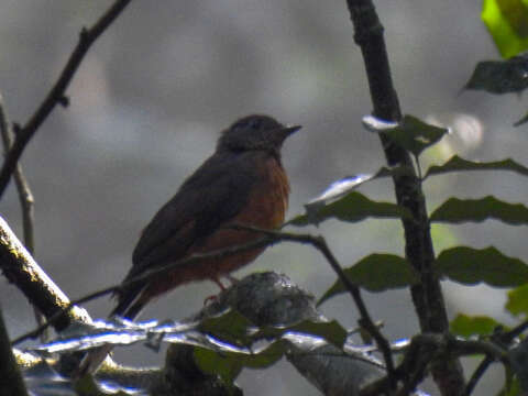 Image of Finsch's Rufous Thrush