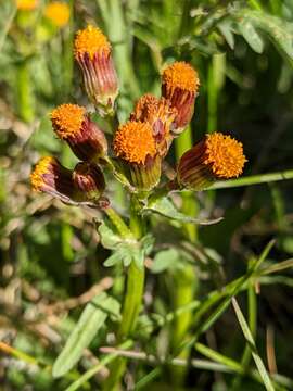 Image of Rayless Alpine Groundsel