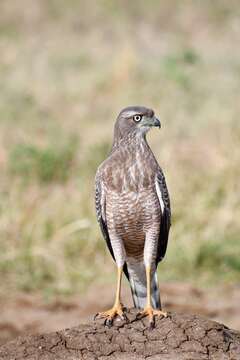 Image of Eastern Chanting Goshawk