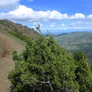 Image of California Juniper