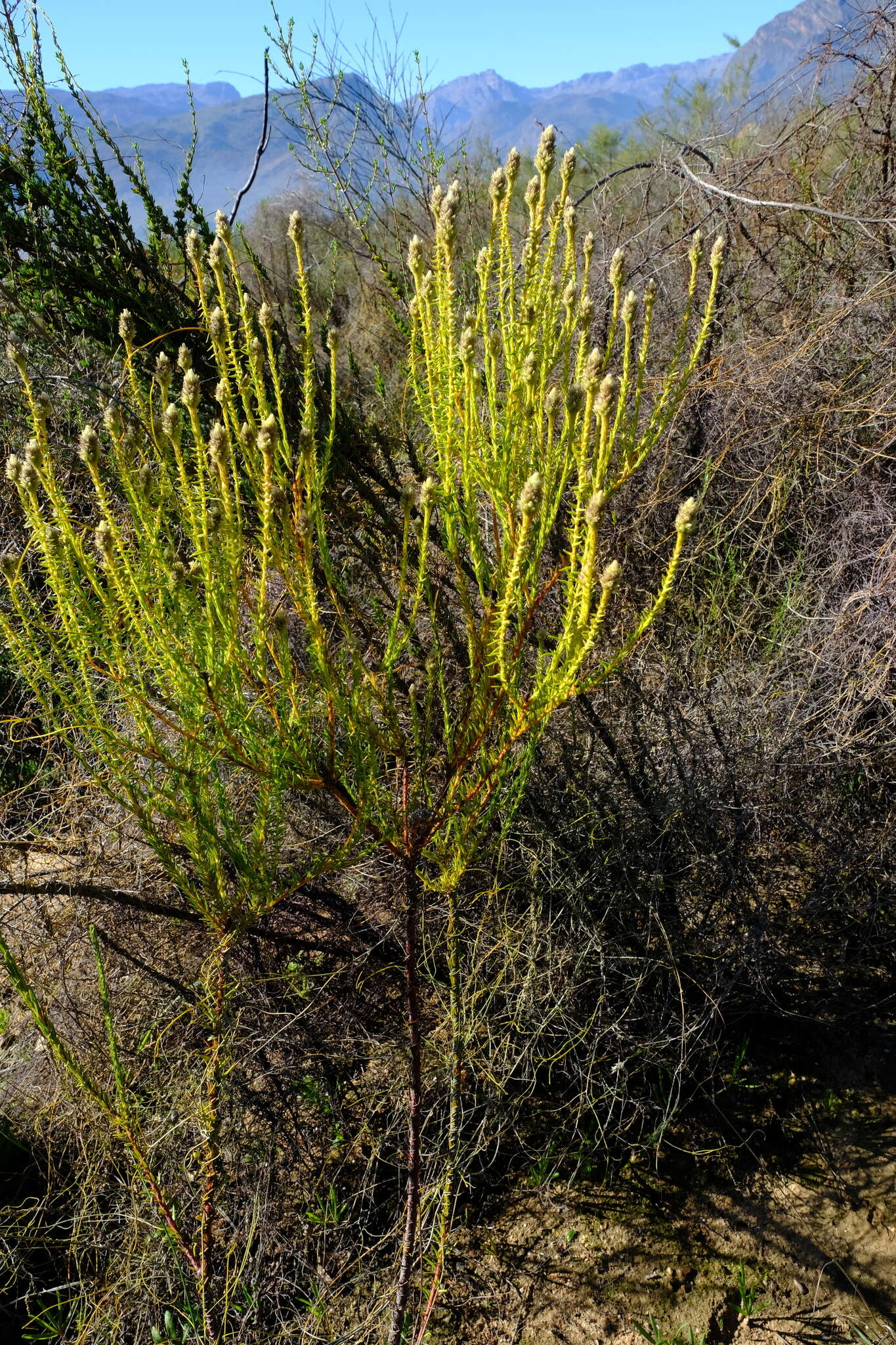 Image of Phylica cylindrica Wendl.