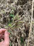 Image of Broom Rosette Grass