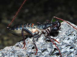 Image of Mastigoproctus cinteotl Barrales-Alcalá, Francke & Prendini 2018