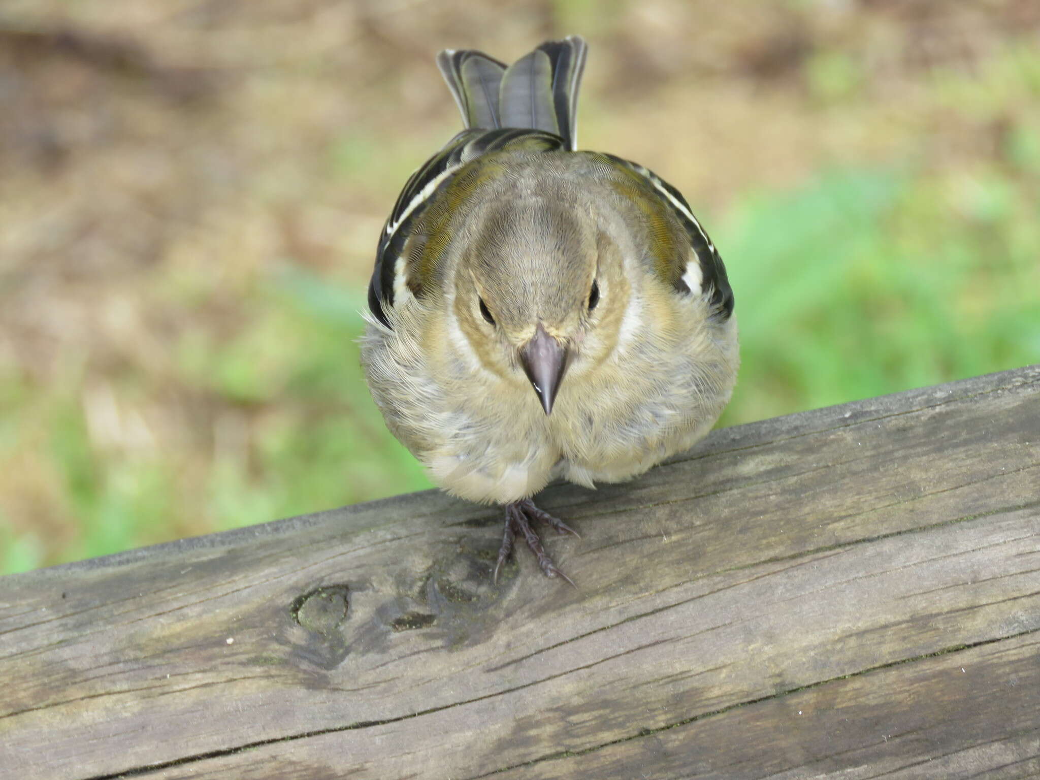 Image of Fringilla coelebs moreletti Pucheran 1859