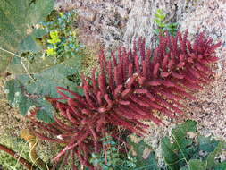 Image of Gunnera talamancana H. Weber & Mora