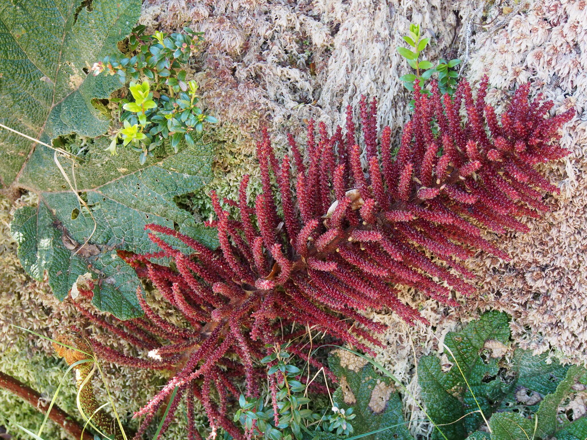 Image of Gunnera talamancana H. Weber & Mora