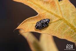 Image of Brachys tesselatus (Fabricius 1801)