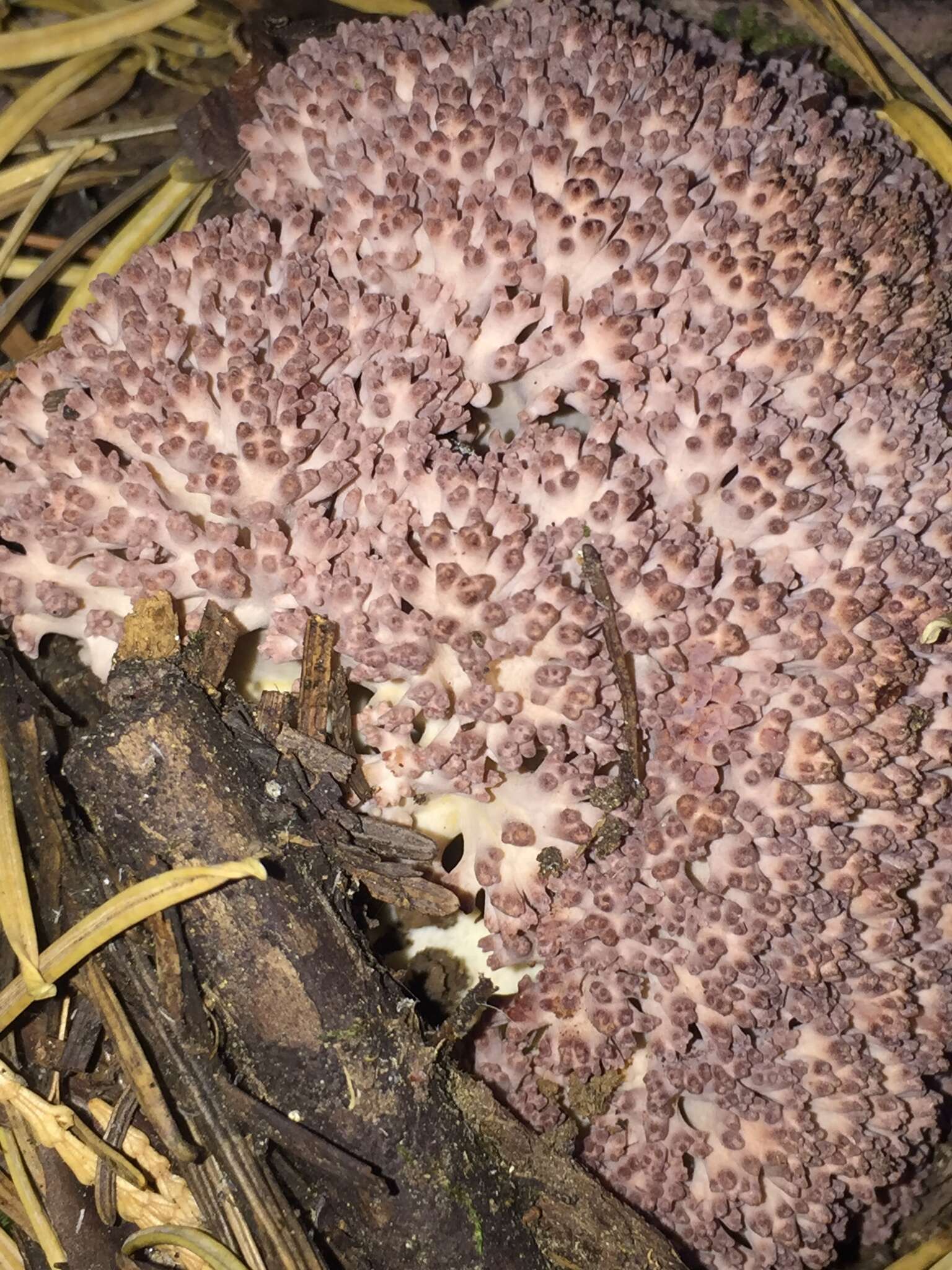 Ramaria purpurissima R. H. Petersen & Scates 1988 resmi