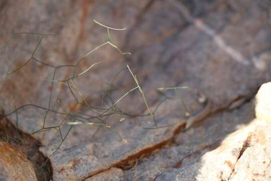 Image of Drimia intricata (Baker) J. C. Manning & Goldblatt