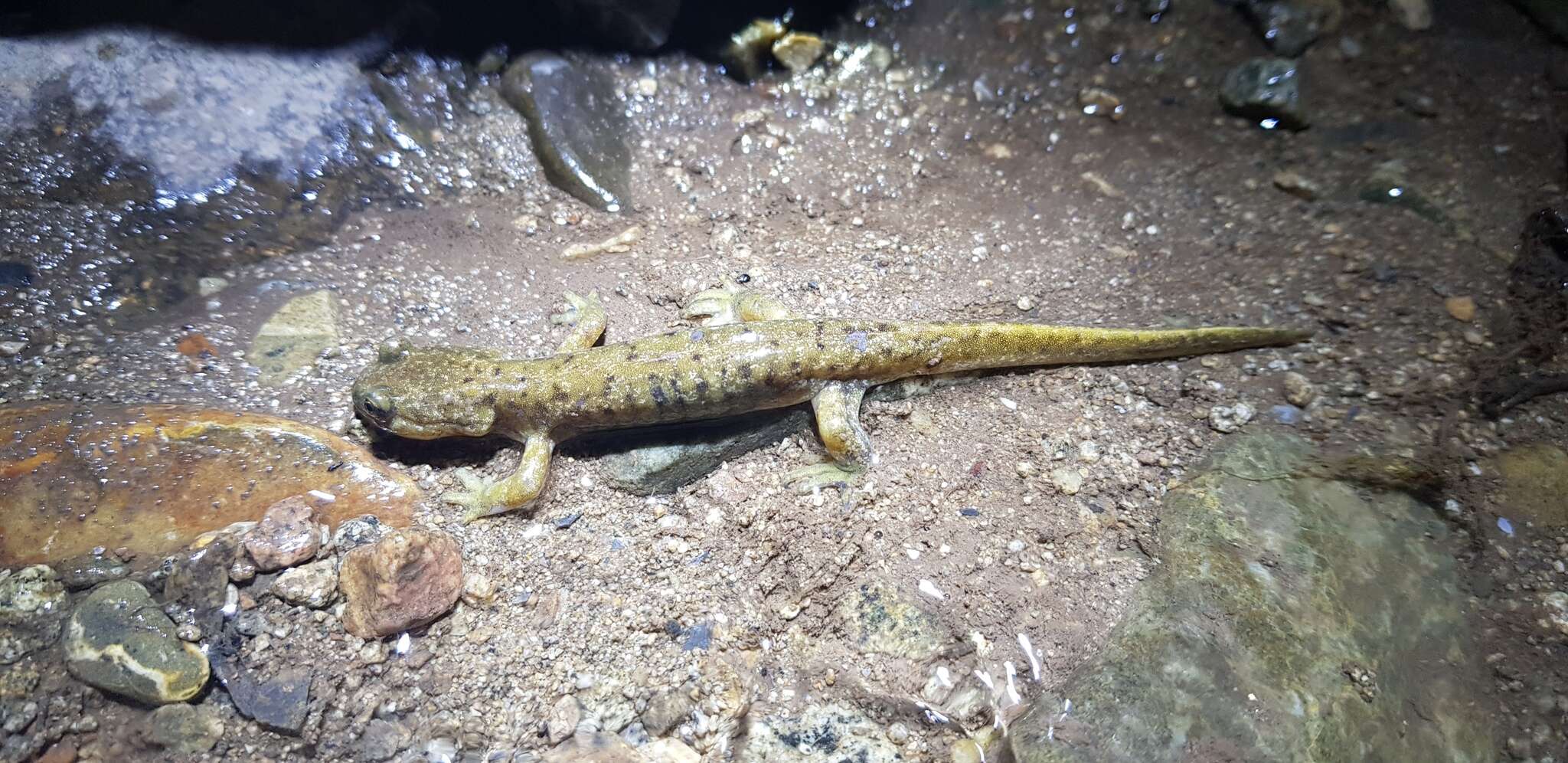 Image of Siberian salamanders