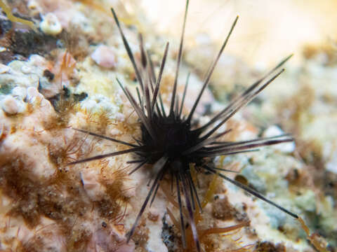 Image of Diadema africanum Rodríguez, Hernández, Clemente & Coppard 2013