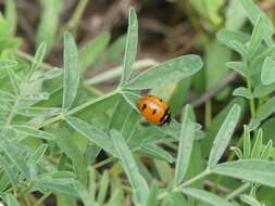 صورة Coccinella transversoguttata Faldermann 1835