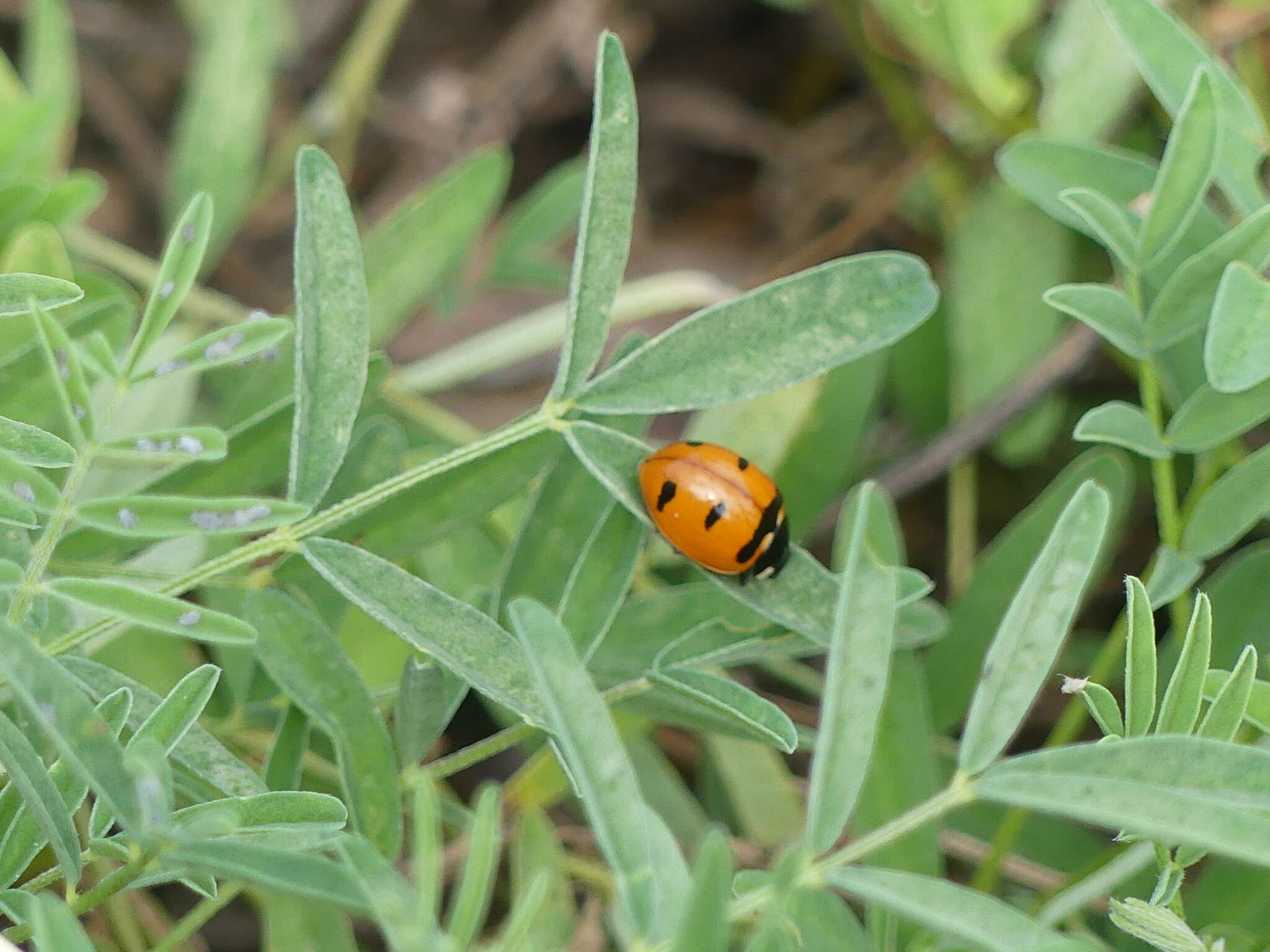 صورة Coccinella transversoguttata Faldermann 1835