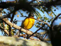 Image de Ploceus bicolor bicolor Vieillot 1819