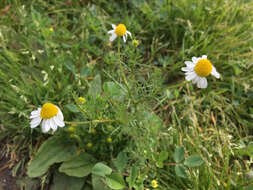 Image of False chamomile