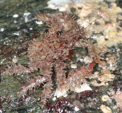 Image of hairy crab