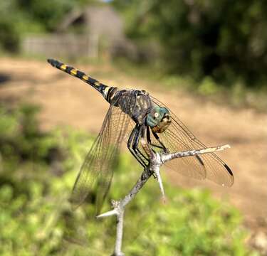 Image of Southern Riverking