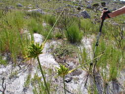 Image of Bobartia indica L.