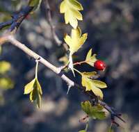 Image of Crataegus karadaghensis Pojark.