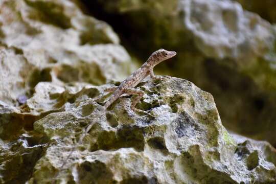 Image of Guantanamo  Anole