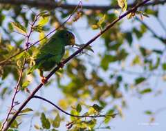 صورة Amazona xantholora (Gray & GR 1859)