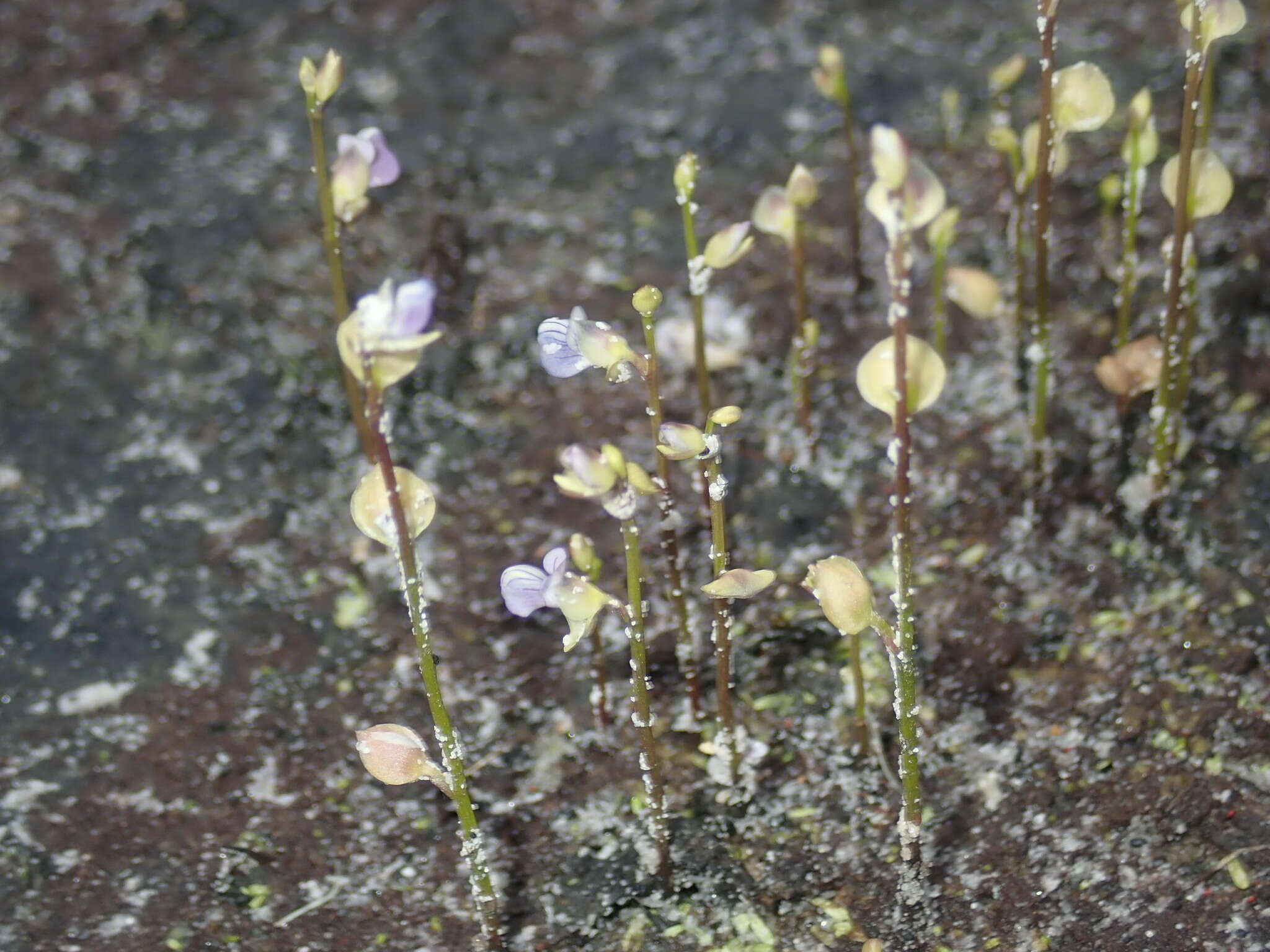 Image of bladderwort